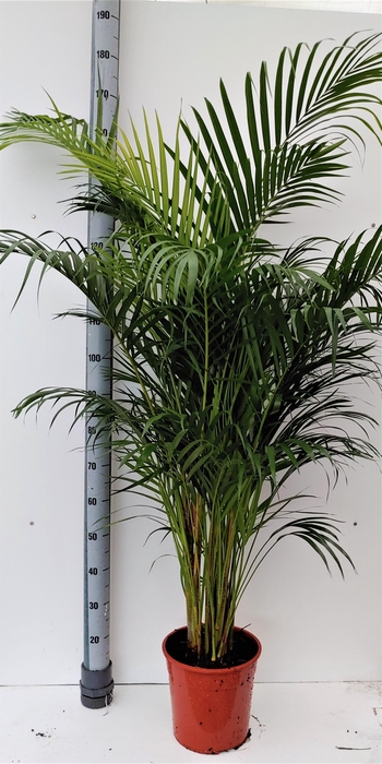 <h4>DYPSIS LUTESCENS</h4>