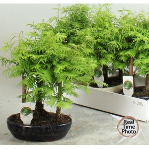 BONSAI OV