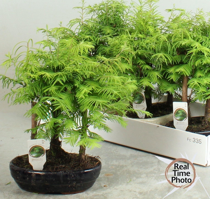 <h4>BONSAI OV</h4>