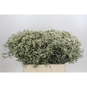 Limonium sinensis China White