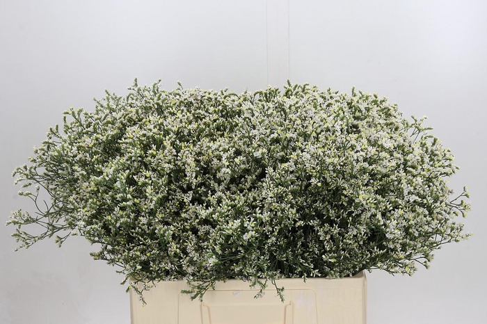 <h4>Limonium sinensis China White</h4>