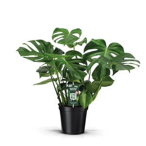 Monstera Deliciosa 21