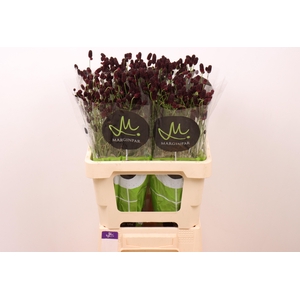 SANG OF BL DREAM SEL