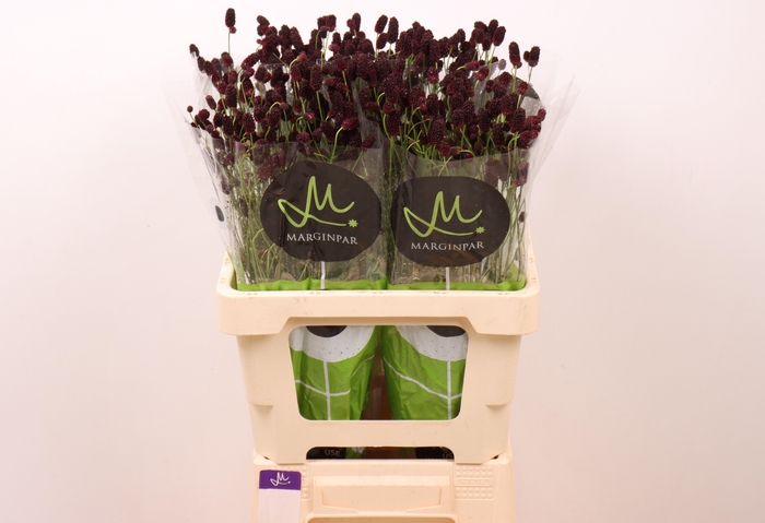 <h4>SANG OF BL DREAM SEL</h4>