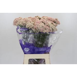 Ozothamnus Cooks Tall Pink