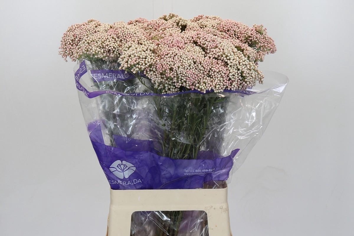 Ozothamnus Cooks Tall Pink