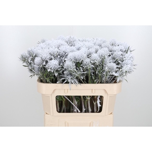 Eryn Supernova Kl Bh Sneeuw