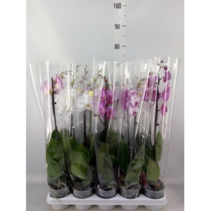 Phalaenopsis   ...mix