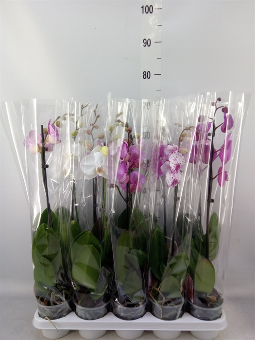 <h4>Phalaenopsis   ...mix</h4>