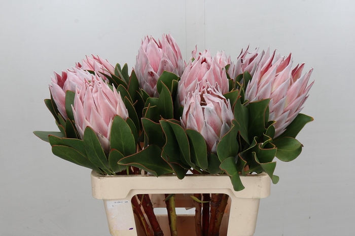 Protea Cynaroides