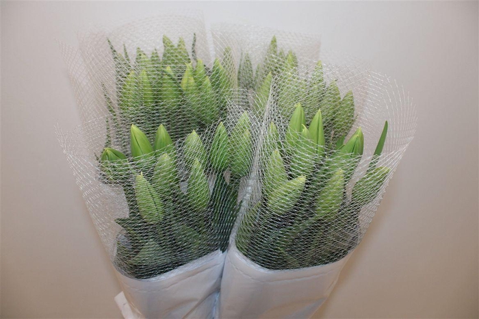 <h4>Tu Fr En Maureen</h4>