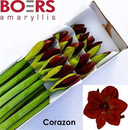 <h4>Hipp Ga Corazon</h4>