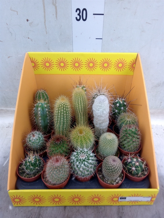 <h4>Cactus   ...mix 18</h4>