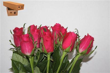 <h4>R Gr Ace Cerise+</h4>