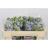 Oxypetalum Tweedia Blue