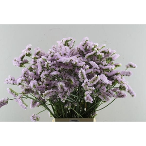 Lim S Sunday Pink L 80/65