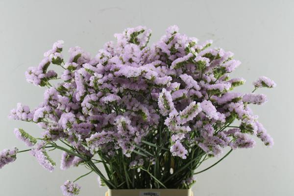 <h4>Lim S Sunday Pink L 80/65</h4>