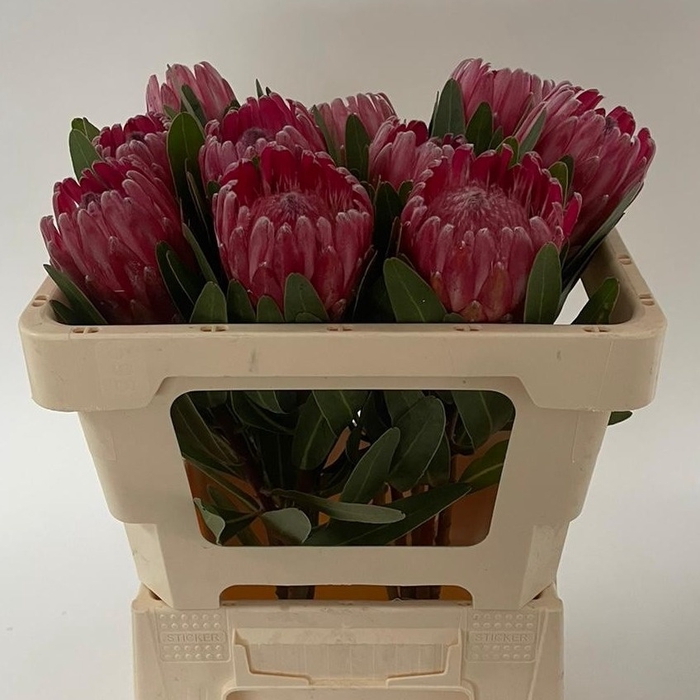 <h4>PROTEA LANCELOT</h4>