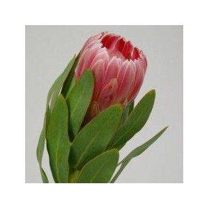 Protea Carnival