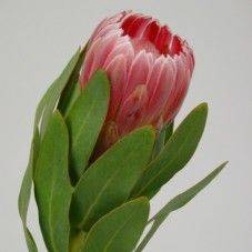 Protea Carnival
