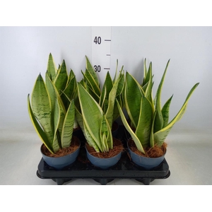 Sansevieria trifa.   ...