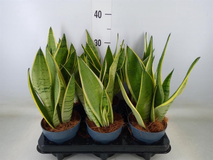 <h4>Sansevieria trifa. ...</h4>