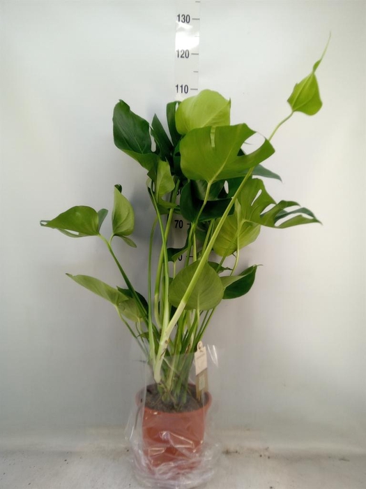 <h4>Monstera delic.</h4>