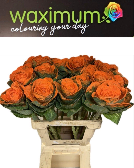 <h4>BRASS KLB H%</h4>