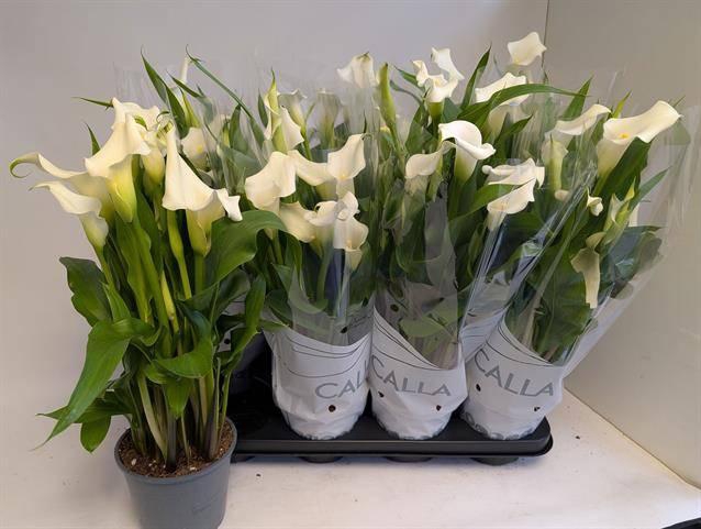 <h4>ZANT CAPT FRESCO</h4>