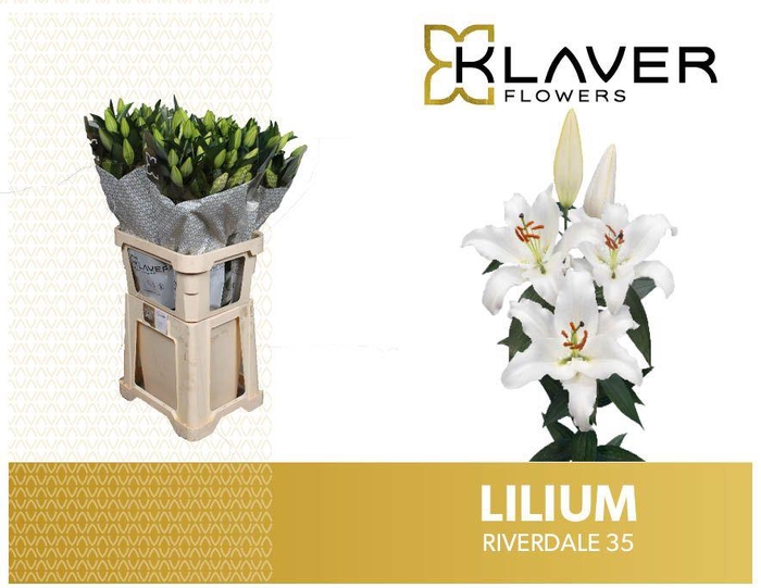 <h4>LI OR RIVERDALE</h4>