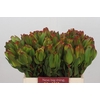 Leucadendron Laurel Yellow