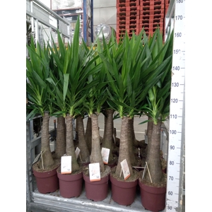 Yucca elephantipes   ...