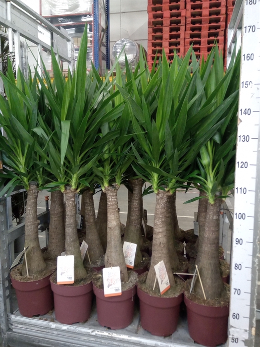 <h4>Yucca elephantipes   ...</h4>