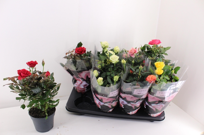 <h4>RO PATHIT GEM 6 SRT</h4>