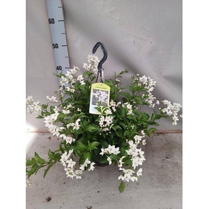 SOLANUM JASMINOIDES