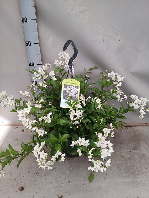 <h4>SOLANUM JASMINOIDES</h4>