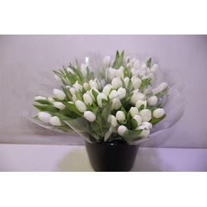 Tu En Royal Virgin X10