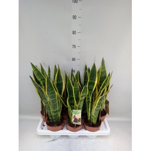 Sansevieria trifa. 'Laurentii'
