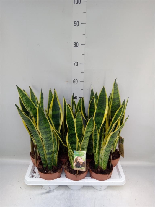 <h4>Sansevieria trifa. 'Laurentii'</h4>
