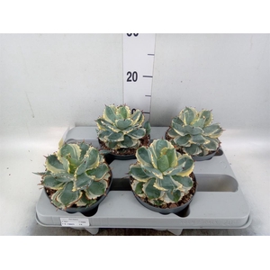 Agave potatorum