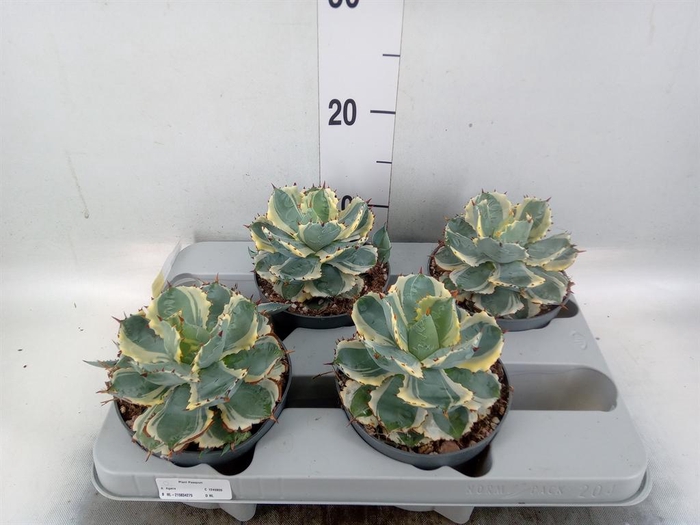 <h4>Agave potatorum</h4>