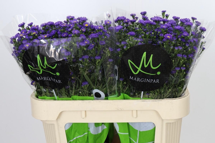<h4>Aster Teeny Tiny Blue</h4>