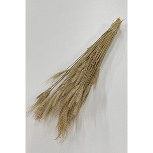 DROOG TRITICALE DROOG TRITICALE