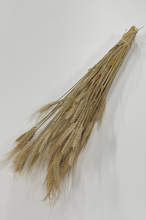 <h4>DROOG TRITICALE DROOG TRITICALE</h4>