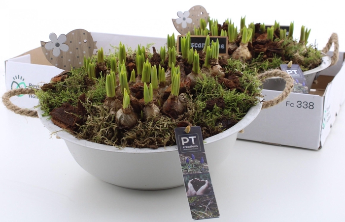 <h4>ARR MUSCARI</h4>