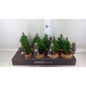 Chamaecyparis thyo. 'Top Point'