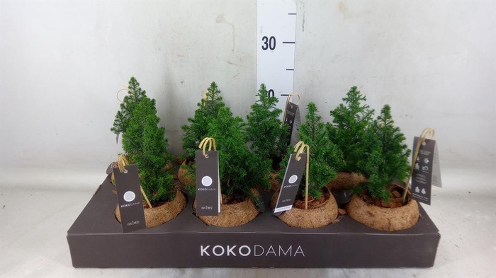 <h4>Chamaecyparis thyo. 'Top Point'</h4>