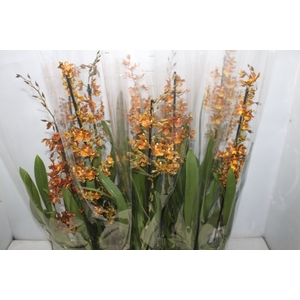 ORQUIDEA CATATANTE SUN SPOTS P12 MIN 1 HT