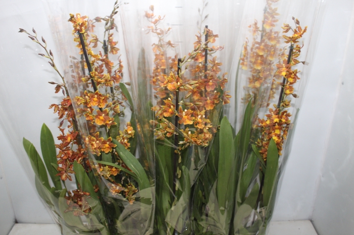 <h4>ORQUIDEA CATATANTE SUN SPOTS P12 MIN 1 HT</h4>