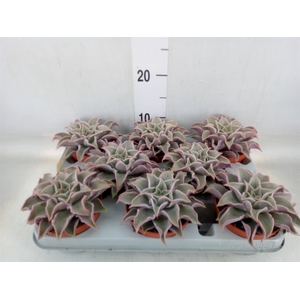Echeveria   ...